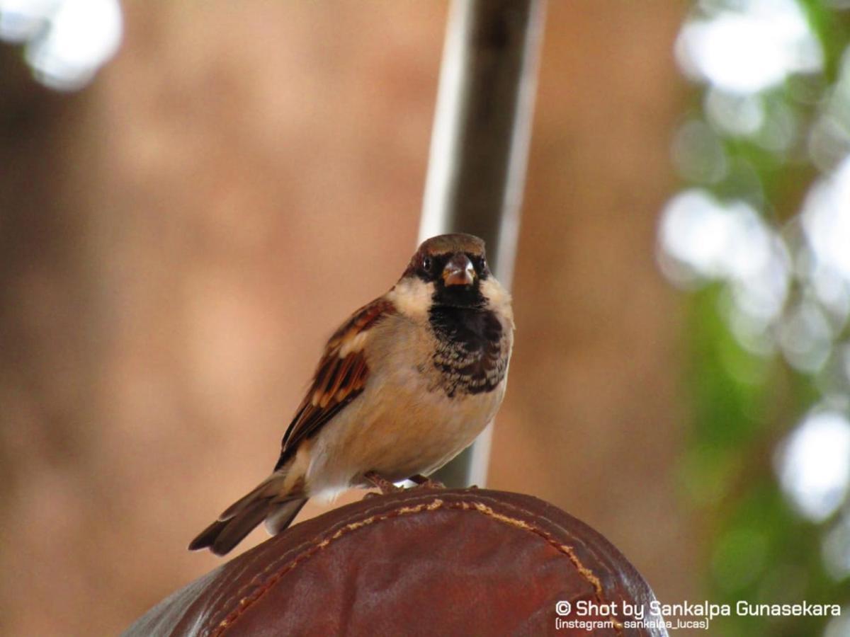 Lavender Home Yala Safari ทิซซามาฮารามา ภายนอก รูปภาพ
