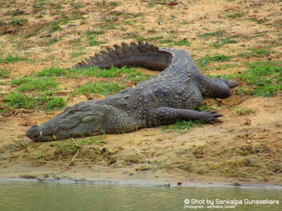 Lavender Home Yala Safari ทิซซามาฮารามา ภายนอก รูปภาพ