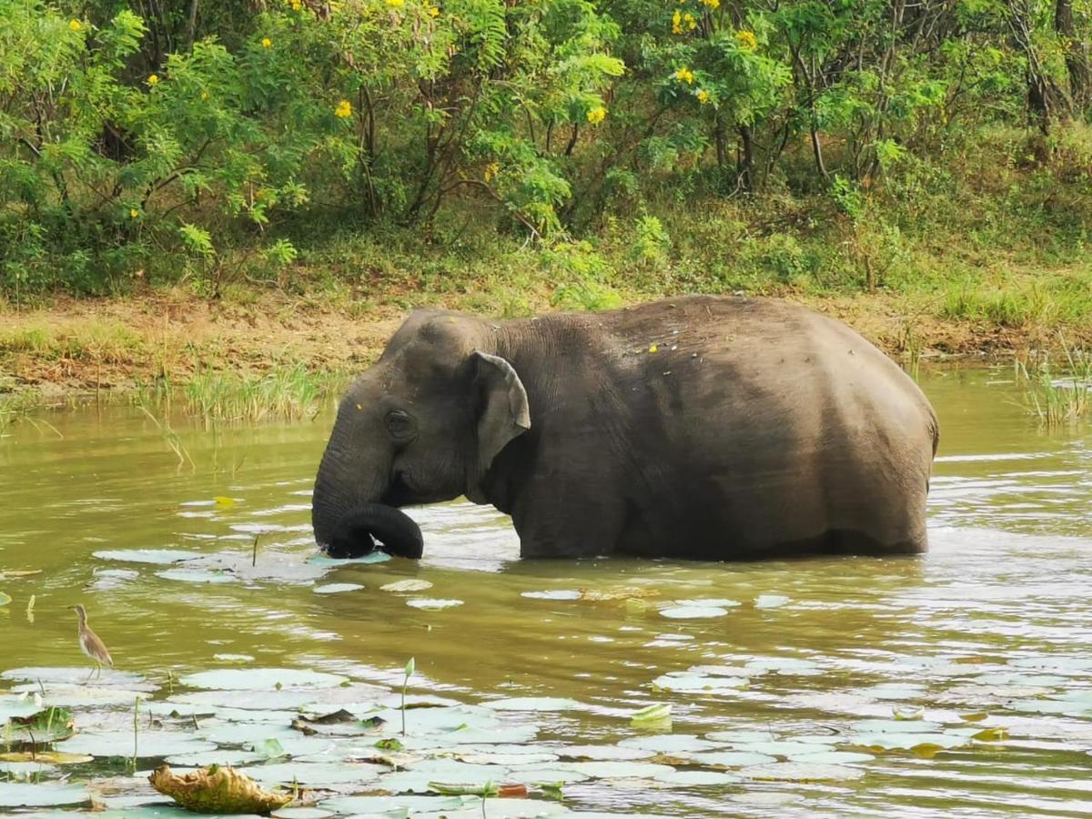 Lavender Home Yala Safari ทิซซามาฮารามา ภายนอก รูปภาพ
