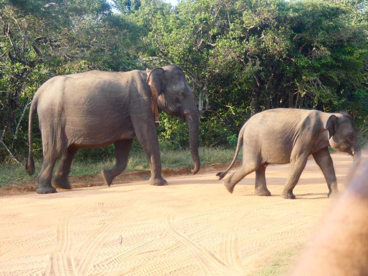 Lavender Home Yala Safari ทิซซามาฮารามา ภายนอก รูปภาพ