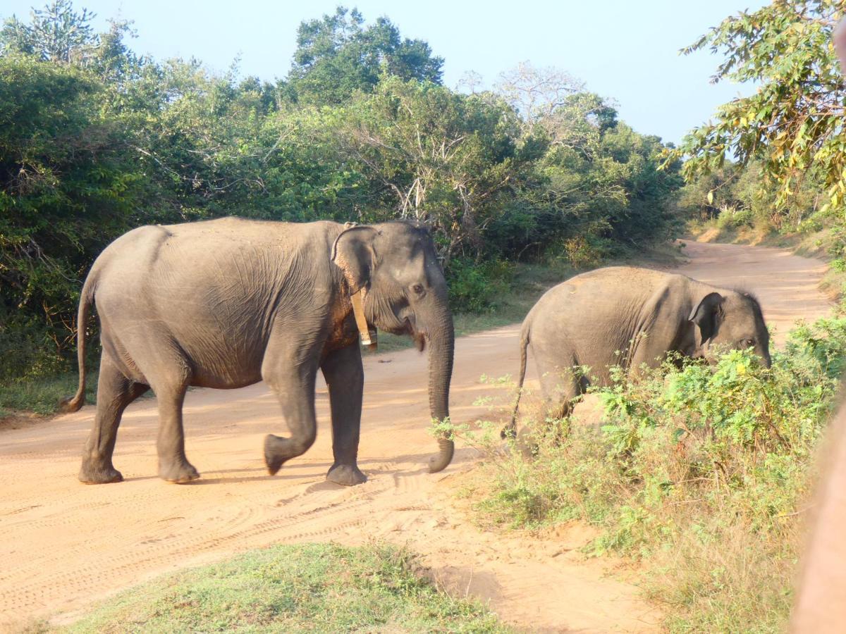 Lavender Home Yala Safari ทิซซามาฮารามา ภายนอก รูปภาพ
