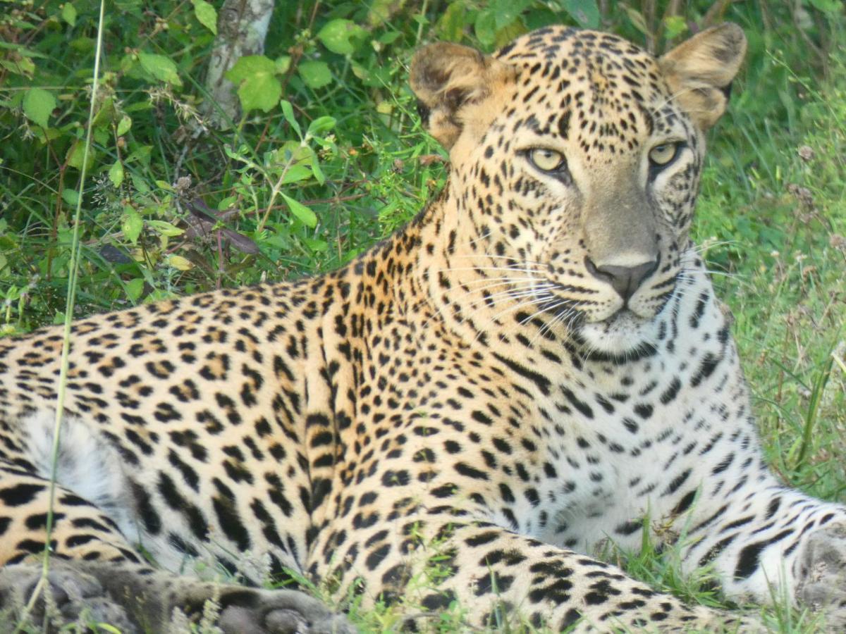 Lavender Home Yala Safari ทิซซามาฮารามา ภายนอก รูปภาพ