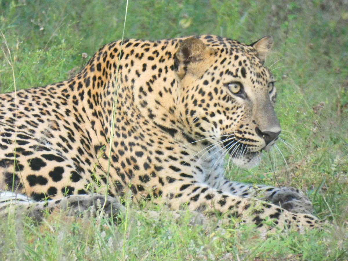 Lavender Home Yala Safari ทิซซามาฮารามา ภายนอก รูปภาพ