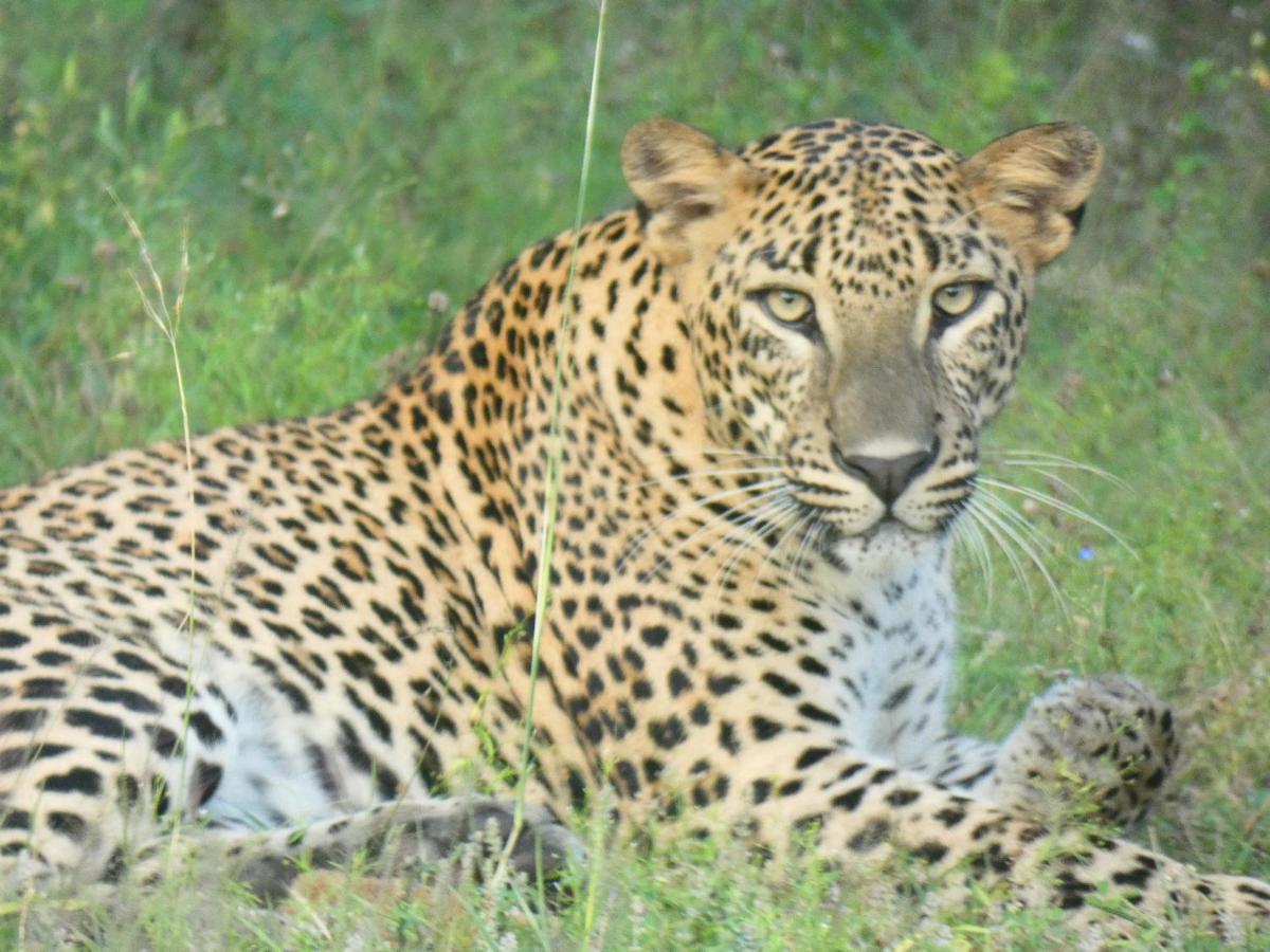 Lavender Home Yala Safari ทิซซามาฮารามา ภายนอก รูปภาพ