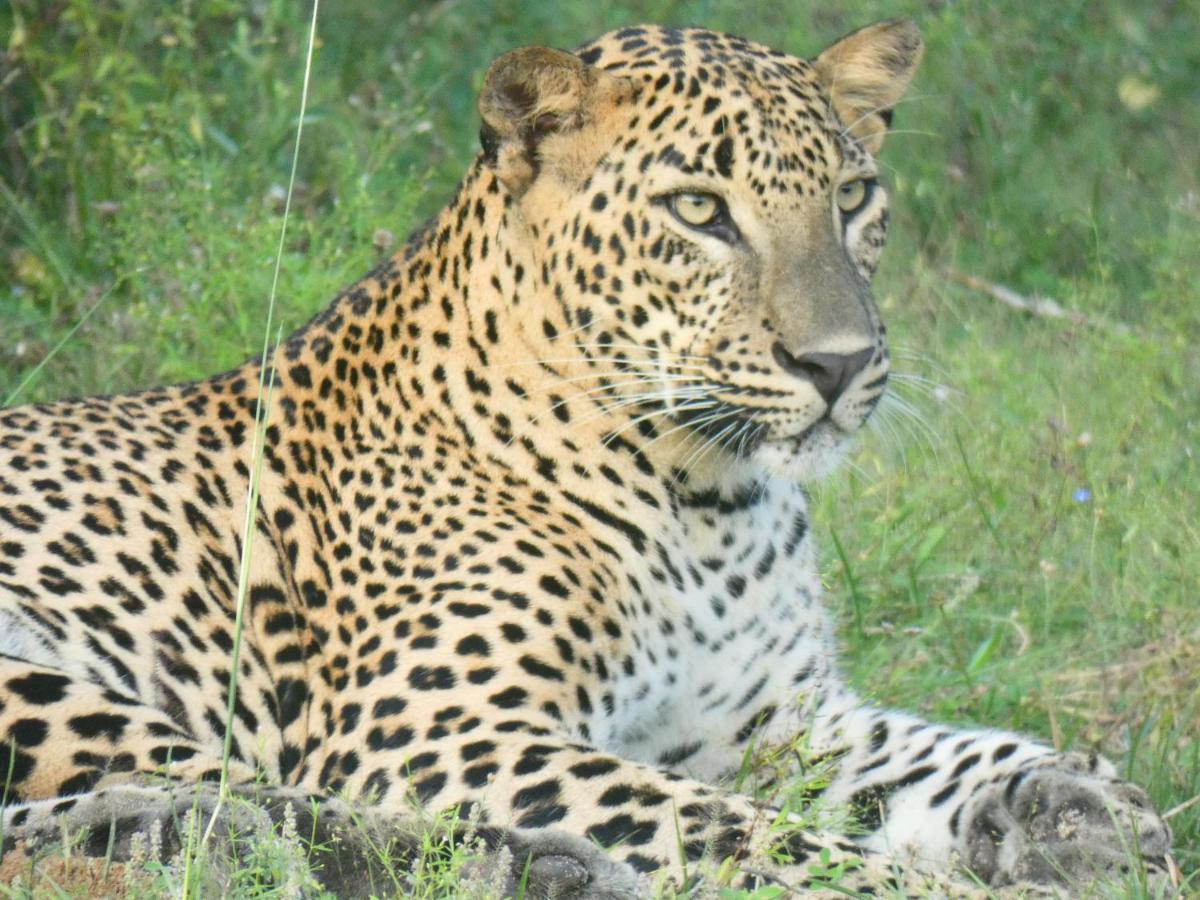 Lavender Home Yala Safari ทิซซามาฮารามา ภายนอก รูปภาพ