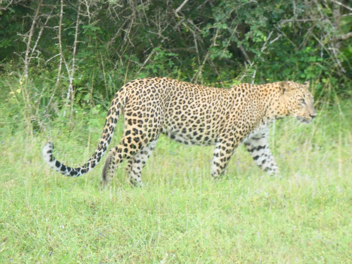 Lavender Home Yala Safari ทิซซามาฮารามา ภายนอก รูปภาพ