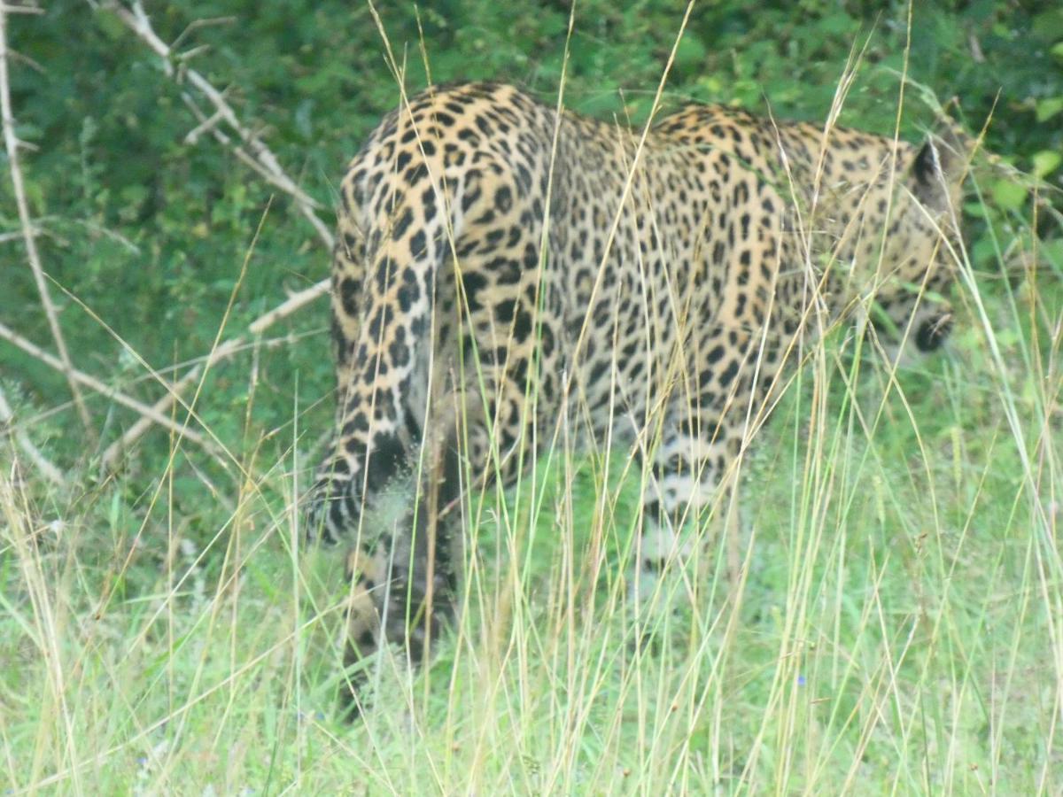 Lavender Home Yala Safari ทิซซามาฮารามา ภายนอก รูปภาพ
