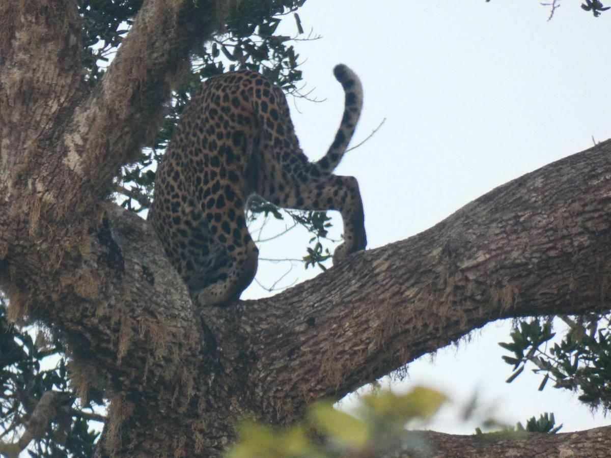 Lavender Home Yala Safari ทิซซามาฮารามา ภายนอก รูปภาพ
