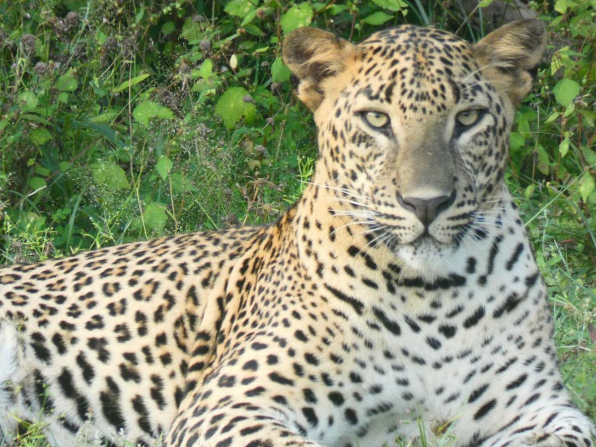 Lavender Home Yala Safari ทิซซามาฮารามา ภายนอก รูปภาพ