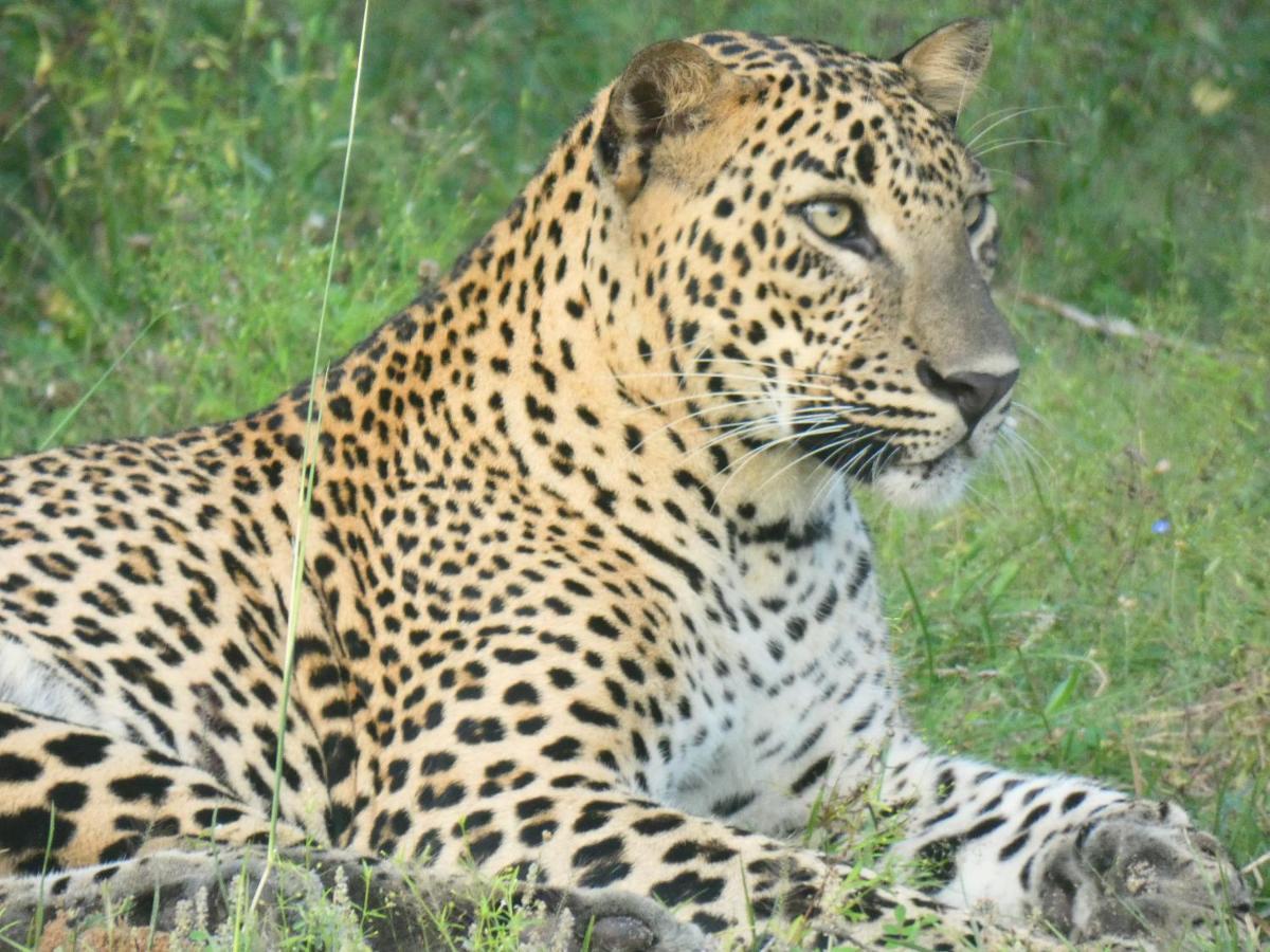 Lavender Home Yala Safari ทิซซามาฮารามา ภายนอก รูปภาพ