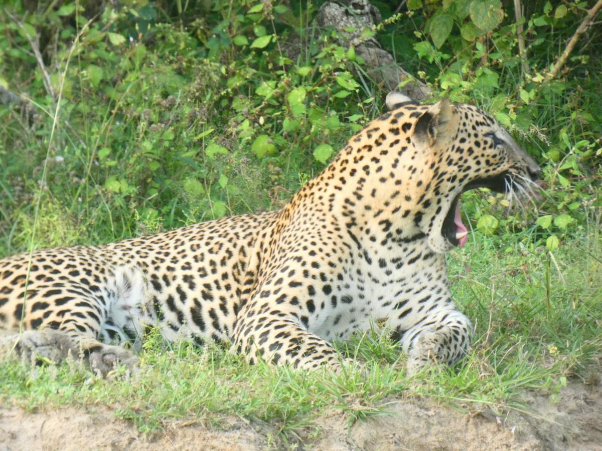 Lavender Home Yala Safari ทิซซามาฮารามา ภายนอก รูปภาพ
