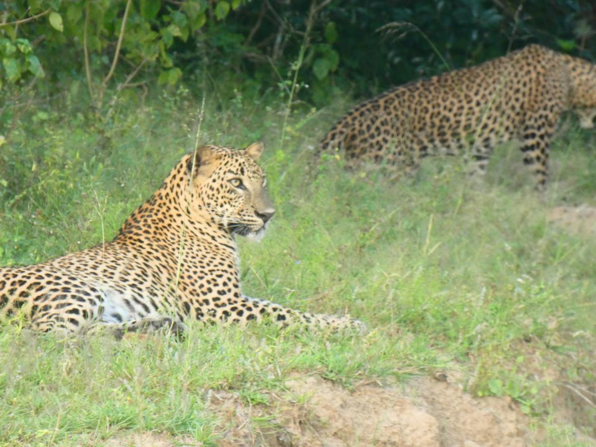 Lavender Home Yala Safari ทิซซามาฮารามา ภายนอก รูปภาพ