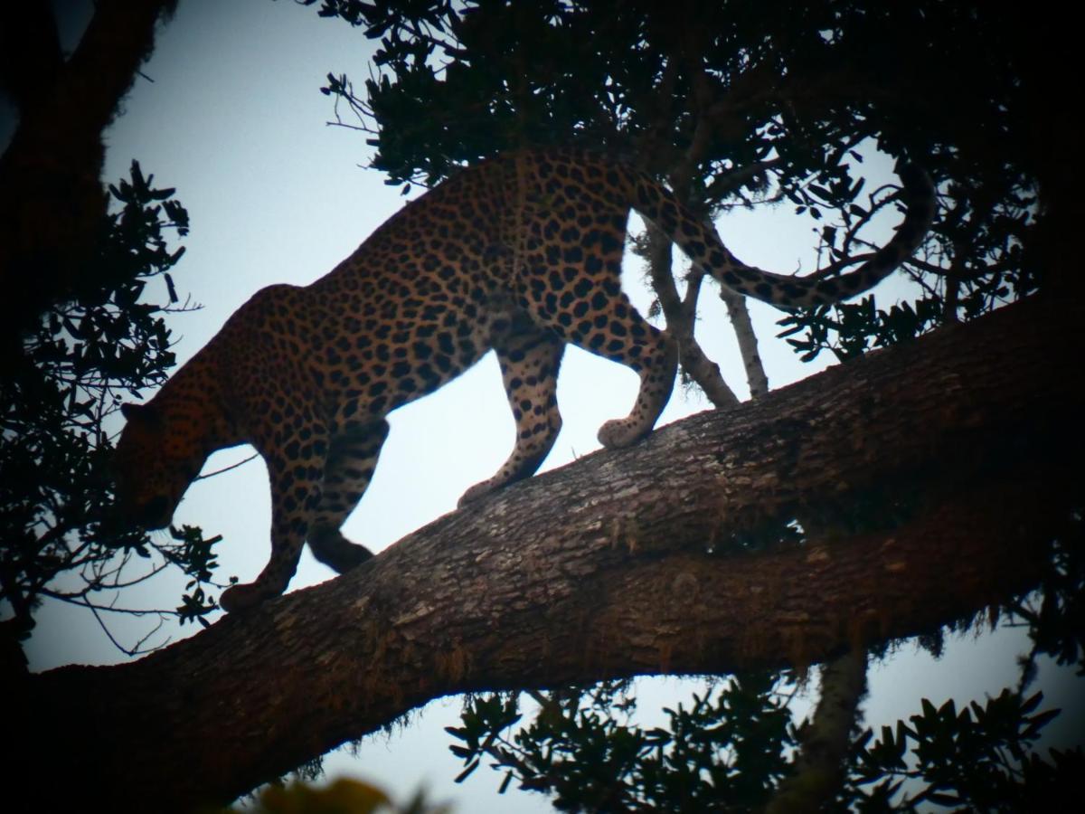 Lavender Home Yala Safari ทิซซามาฮารามา ภายนอก รูปภาพ