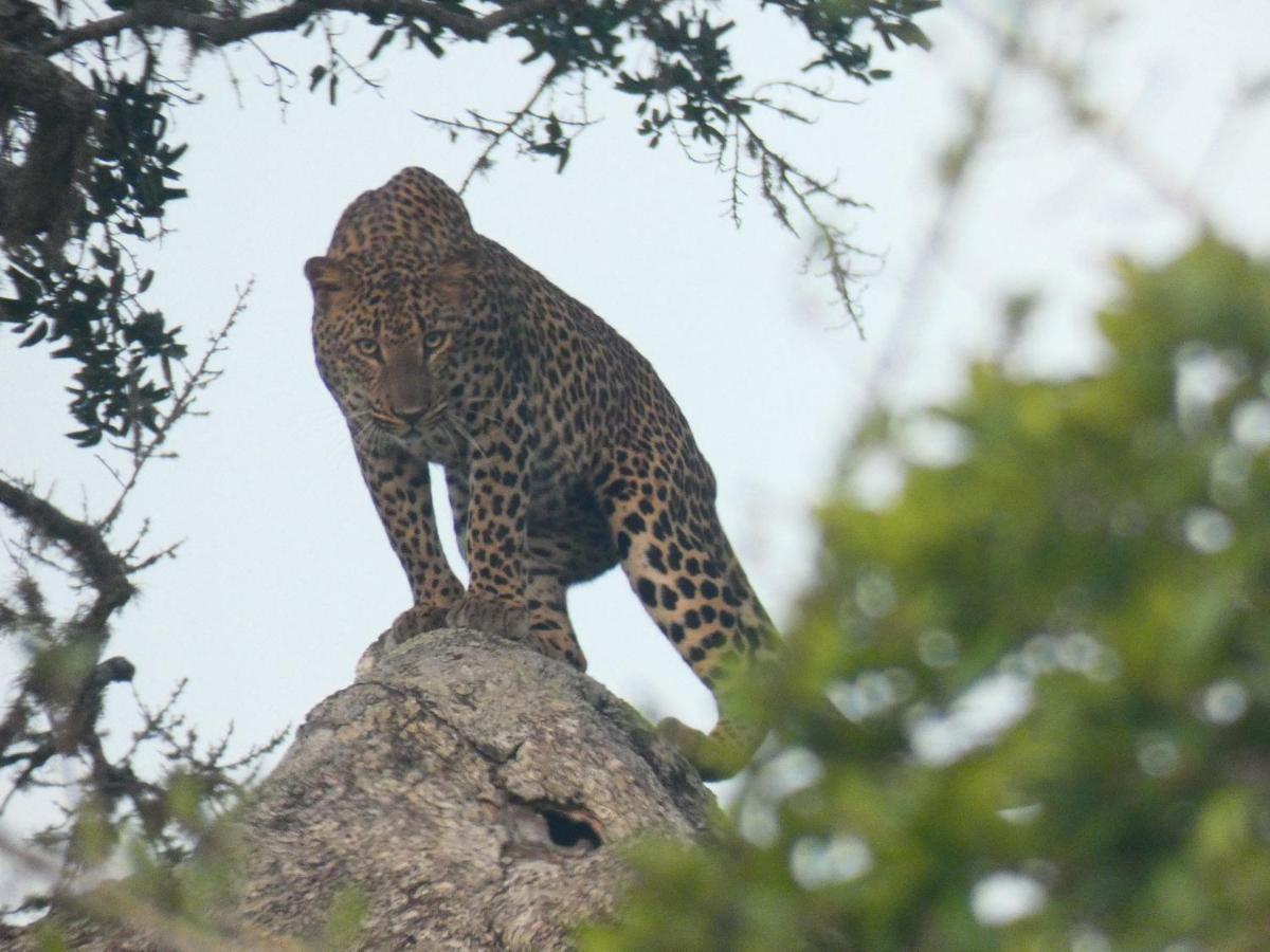 Lavender Home Yala Safari ทิซซามาฮารามา ภายนอก รูปภาพ